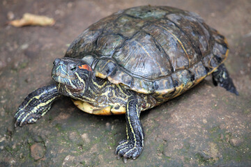 Red-eared slider turtle