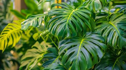 Detailed close-up of lush green tropical plants highlighting their intricate vein patterns