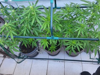 cannabis, balkon, anbau, legalisierung, pflanzen, marihuana, eigenanbau