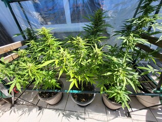 Cannabis, Balkon, Anbau, legalisierung, Pflanzen, Marihuana, Eigenanbau