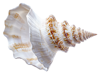 Spiral seashell isolated on white background. Suitable for marketing or business purposes. PNG file
