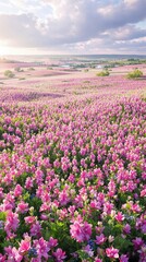 Obraz premium Aerial view of blooming orchid marsh helleborine fields in Estonia, nature, fields, orchid, landscape