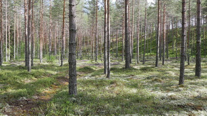 Fototapeta premium Schwedenwald