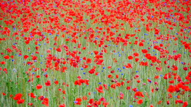 Klatschmohn