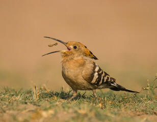Common Hoopoe On Kill  © yash