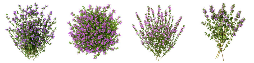 Fototapeta premium creeping thyme bush with delicate tiny purple flowers blooming in a lush scenic garden setting The vibrant foliage and blossoms create a serene peaceful and tranquil atmosphere