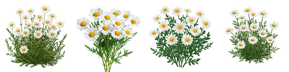 Fototapeta premium Beautifully Vibrant Lush White Daisy Bushes Blooming in a Peaceful Idyllic Meadow Landscape with Verdant Foliage and Serene Atmosphere