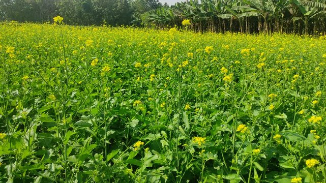 Mustard plants farm ( sarso khet) having yellow growing flower bloom, oilseeds	