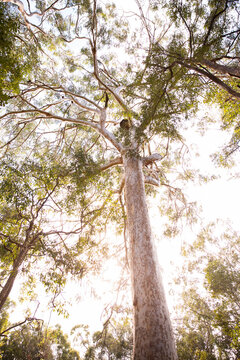 looking up at a huge scribbly gum tree with golden light behind