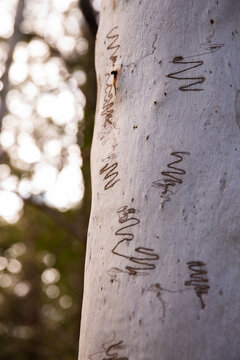 close up of scribbly gum tree bark