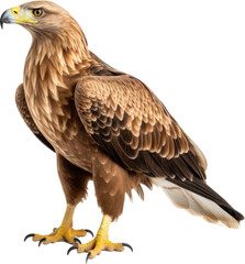 Obraz premium Eagle transparent PNG, isolated, cut-out