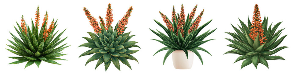 Lush and thriving flowering aloe succulent plant with vibrant green spiky leaves and vibrant orange red blossoms in a closeup  macro view