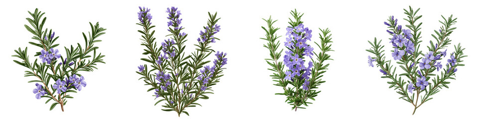 Obraz premium Close up of a flourishing rosemary bush with vibrant purple flowers an aromatic culinary herb thriving in a natural outdoor setting