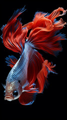 Fototapeta premium A fighting fish with a pure black background 
