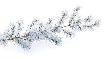 A white pine tree branch covered in snow