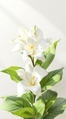Fototapeta premium Beautiful vanilla flower on white background with green leaves, beauty treatment, minimalist