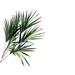 Fototapeta premium Palm Leaves on Transparent Background