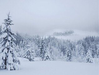 Obraz premium Bleak scenery of snowstorm in the wild forest during winter, snow, blizzard