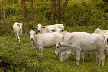 Obraz premium Nelore Cattle in the pasture on countryside of Brazil