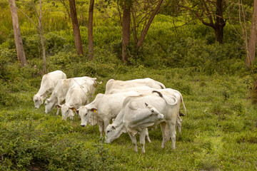 Obraz premium Nelore Cattle in the pasture on countryside of Brazil