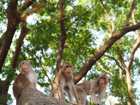 Three young macaques are frolicking and climbing on rocky outcrop under large tree. Macaca fascicularis is long-tailed monkey with grey to reddish-brown fur and pointed crown. Monkey looking for food.