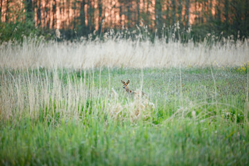 A young roe deer is subtly visible amidst tall grasses.  Blurred background suggests a natural setting.