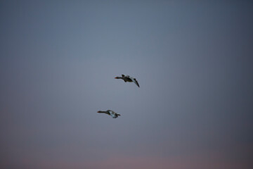 Two greylag geese soar against a muted sky.  Birds in flight, tranquil scene.