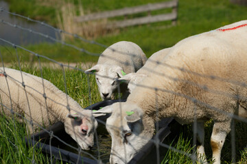 Several sheep drink from a trough in a grassy enclosure.  Marked with tags, they are behind a wire...