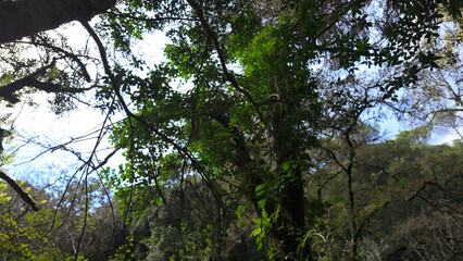 Fototapeta premium Mystical forest at Rio de Mouros pathway in Condeixa, Coimbra Portugal