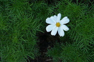 Flowers in the garden for background