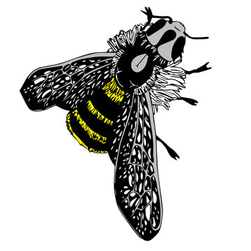 recommend clip art: Hand drawn doodle style bee. illustration isolated on white background.