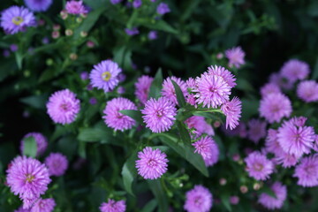 Flowers in the garden for background