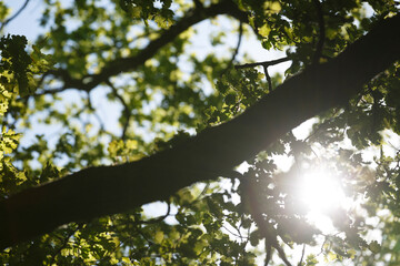 Sunlight filters through lush green oak leaves, creating a dappled effect.  Sunlight highlights the foliage.