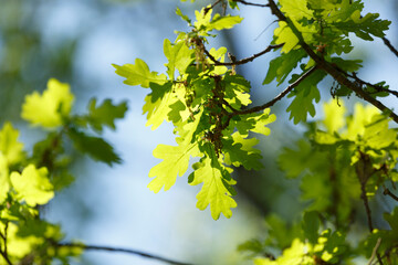 Close-up of vibrant green oak leaves on branches against a soft blue sky.  Springtime foliage.