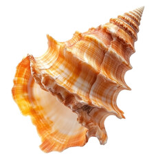 Seashell with Orange and White Stripes on Transparent Background