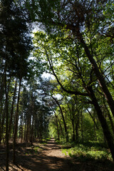 Obraz premium Sunlight filters through a dense, mixed forest canopy, illuminating a path. Lush greenery and tall trees create a shaded woodland scene.