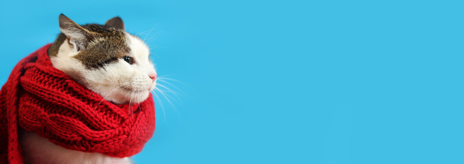 Cat in red scarf, close-up. Domestic cat in scarf on blue background with copy space. Banner. Domestic pet is ready for winter. Winter and cold concept, heating in the house. Cat in knitted scarf