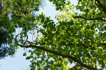 Obraz premium Fresh green leaves of oak trees against a clear blue sky. Sunlight filters through the foliage.