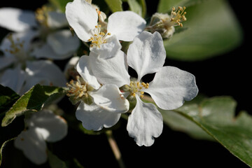 Fototapeta premium Close-up of a cluster of white apple blossoms, showcasing delicate petals and yellow stamens. Green leaves are visible in the background.