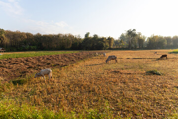 Fototapeta premium A serene rural landscape showcasing grazing animals in a golden field under the warm sunlight.