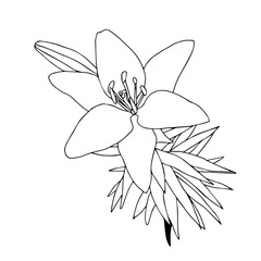 Obraz premium Lily flower in doodle style. Vector illustration isolated on white background.