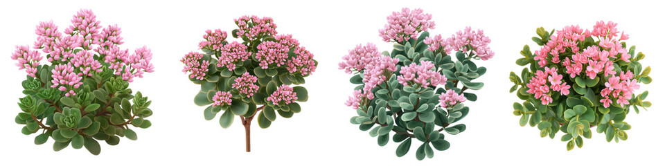 Fototapeta premium view of a lush sedum bush with clusters of delicate pink flowers in a natural garden like setting The succulents have a vibrant healthy appearance showcasing the beauty of this ornamental plant