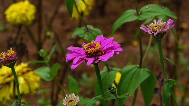 Zinnia elegans flower in araku valley. This is picture of Zinnia elegans flower in daisy family taken from the botanical garden of Araku valley.
