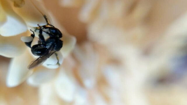 Trigonal bees that pollinate coconut flowers