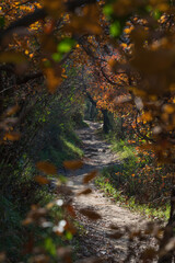path in the forest