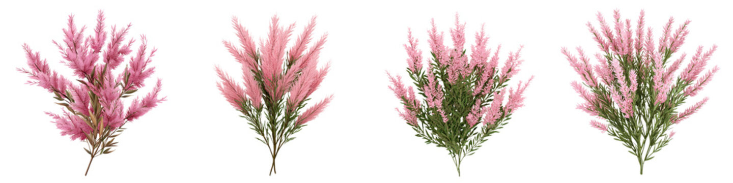 and vibrant pink feathery tamarisk bush blooming with delicate floral plumes in a natural garden or landscaping environment  Soft delicate and elegant botanical