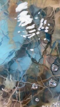 Giant freshwater prawns swim in clear water.
