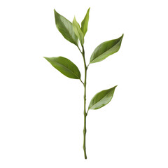 Obraz premium Lush Green Plant Sprig Leaves Nature Botany Spring Growth Ecology on transparent background