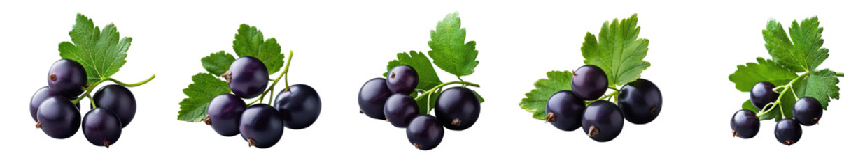 Fresh Blackcurrants with Green Leaves Juicy Berries Food Photography on transparent background