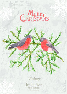 watercolor merry christmas card with couple of bullfinches perching on branches of fir tree against gray grungy paper background